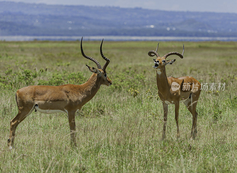 黑斑羚(Aepyceros melampus)是一种中型非洲羚羊。纳库鲁湖国家公园，肯尼亚。男性。